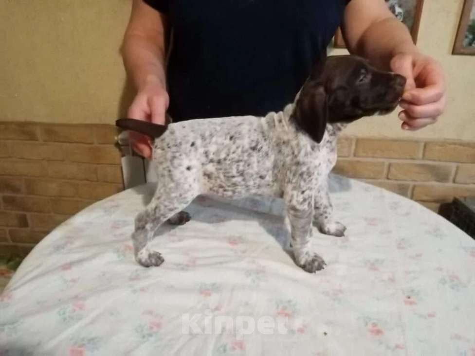 Собаки в Краснодаре: Питомник немецких курцхааров Охотничья Академия Мальчик, 50 руб. - фото 3