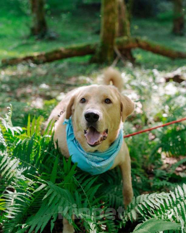 Собаки в Москве: Собака компаньон Мальчик, Бесплатно - фото 8