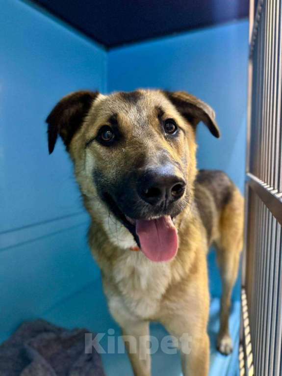 Собаки в Москве: Добрейший Трошенька ищет дом Мальчик, Бесплатно - фото 7