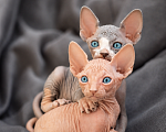Кошки в Москве: Котята канадского сфинкса Разнополые, Бесплатно - фото 2