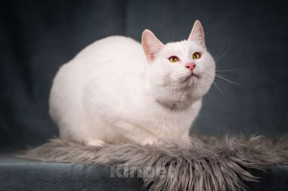 Кошки в Клине: Бьянка — красивейшая белоснежная кошечка Девочка, Бесплатно - фото 1