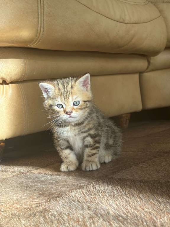 Кошки в Ульяновске: Шотландцы прямоухие  Мальчик, 4 000 руб. - фото 2