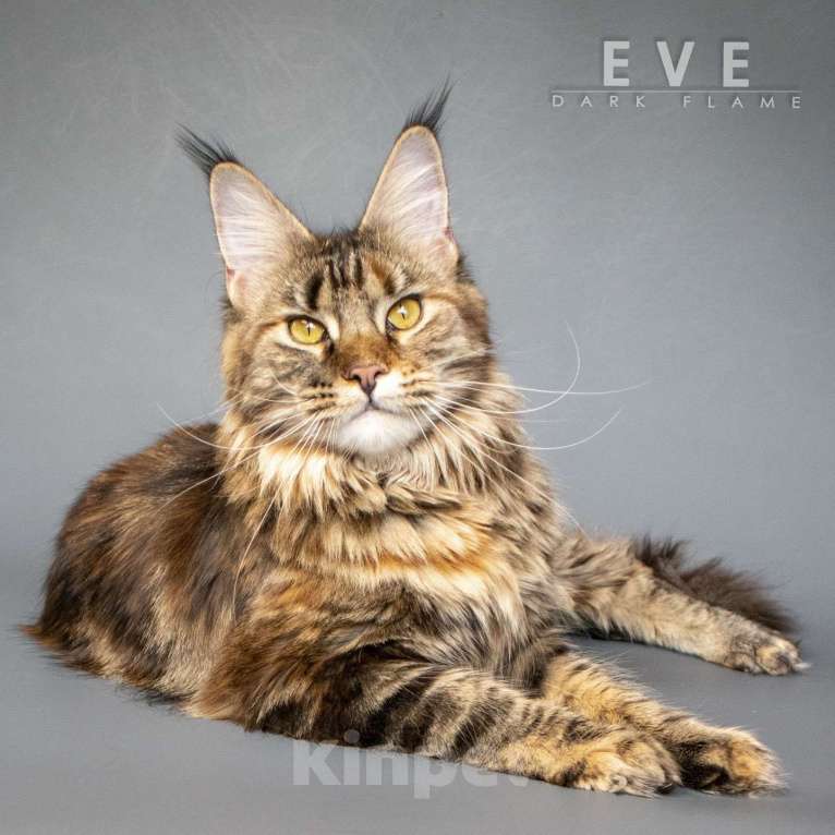 Кошки в других городах Воронежской области: Ева — мраморное чудо с шелковым характером Девочка, 50 000 руб. - фото 2