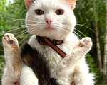 Кошки в Москве: Кошка, которую Девочка, Бесплатно - фото 4