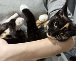 Кошки в Санкт-Петербурге: Трёхцветный котёнок в добрые руки Девочка, Бесплатно - фото 4