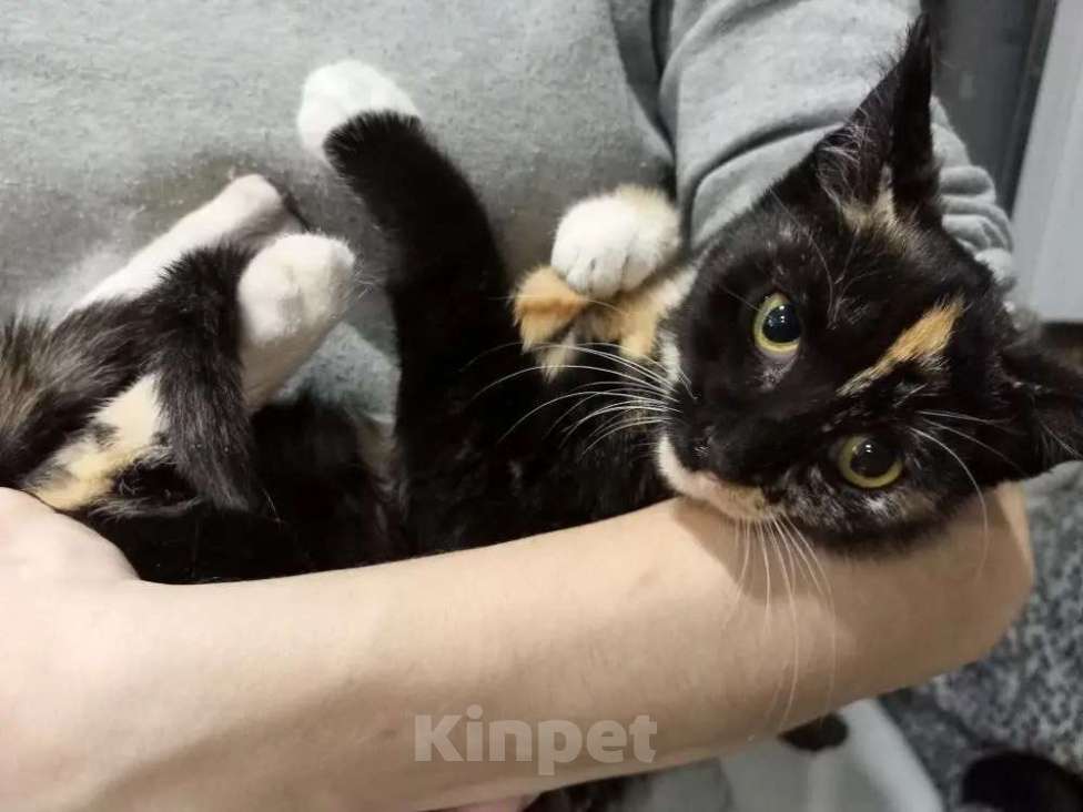 Кошки в Санкт-Петербурге: Трёхцветный котёнок в добрые руки Девочка, Бесплатно - фото 4