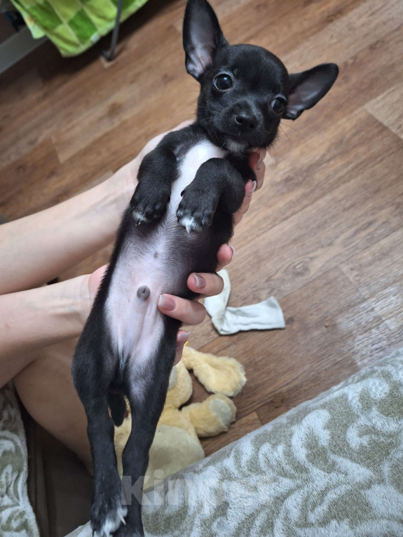Собаки в Энгельс: Щенок чихуахуа дир  Мальчик, 10 000 руб. - фото 2