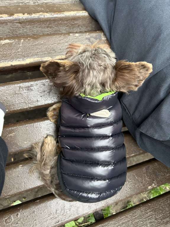 Собаки в Балашихе: Йорк с редким окрасом Мальчик, 20 000 руб. - фото 5