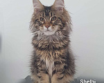 Кошки в Ейске: котята Мейн-Кун Девочка, 40 000 руб. - фото 3