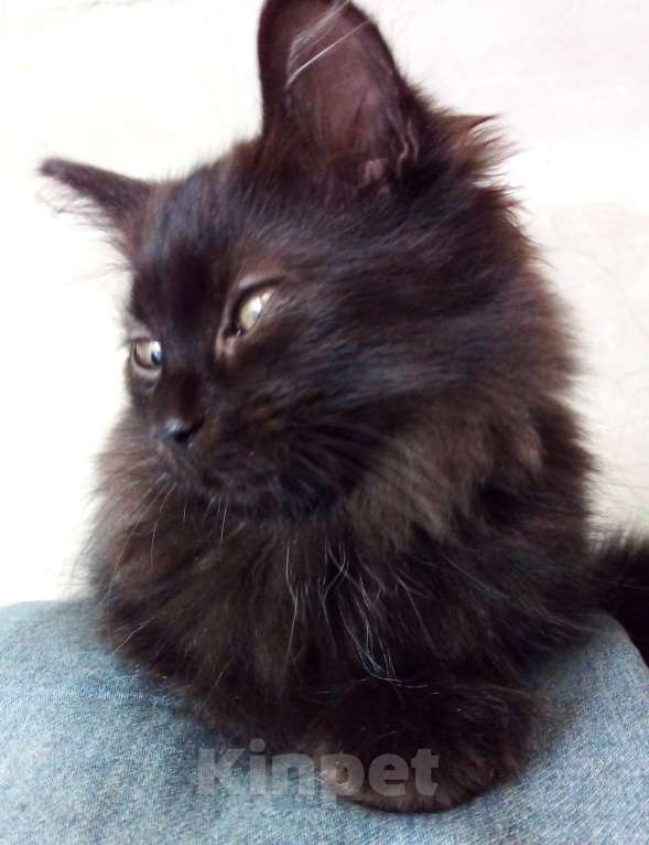 Кошки в Москве: 🧡  ( Персик )  –  Благодарный   домашний  котёнок  –  в  добрую  семью Мальчик, Бесплатно - фото 4