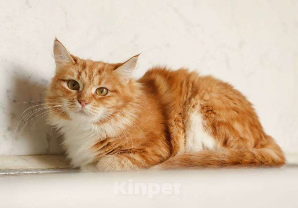 Кошки в Москве: Кошка Злата ищет дом! Девочка, Бесплатно - фото 8