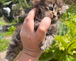 Кошки в Санкт-Петербурге: Котята в добрые руки Мальчик, Бесплатно - фото 4