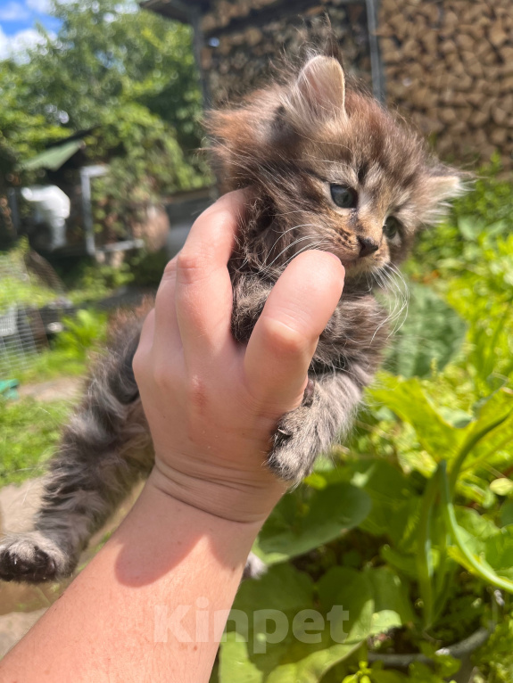 Кошки в Санкт-Петербурге: Котята в добрые руки Мальчик, Бесплатно - фото 4