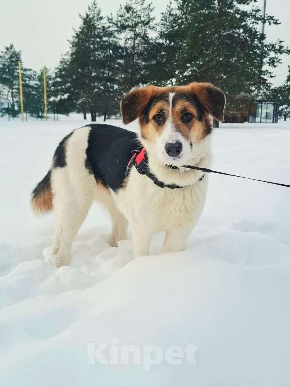 Собаки в Москве: Трехцветный щенок в добрые руки Девочка, Бесплатно - фото 5