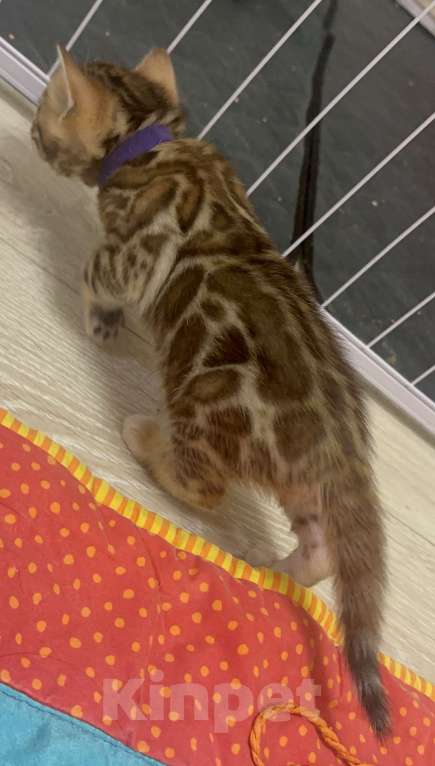 Кошки в других городах Московской области: Бенгальская Кошечка Браун, носитель снега Девочка, 100 000 руб. - фото 6