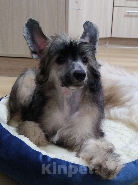 Собаки в Санкт-Петербурге: Пуховые мальчики китайской хохлатой собаки Мальчик, 25 000 руб. - фото 4