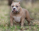 Собаки в Москве: Американский булли Стандарт Девочка, 100 000 руб. - фото 3