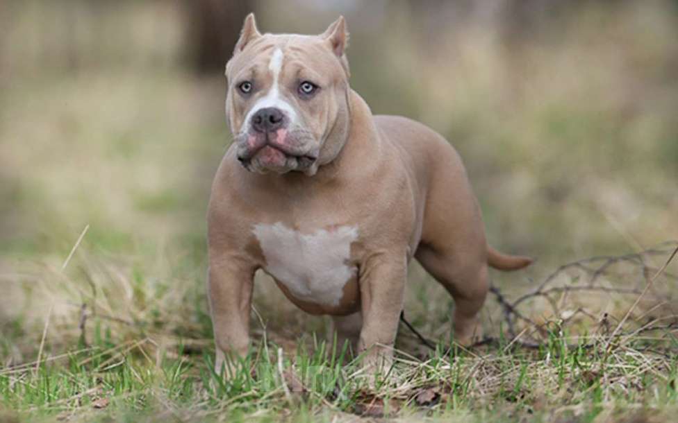 Собаки в Москве: Американский булли Стандарт Девочка, 100 000 руб. - фото 3