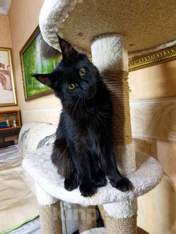 Кошки в Москве: Мейн кун девочка Девочка, 30 000 руб. - фото 6