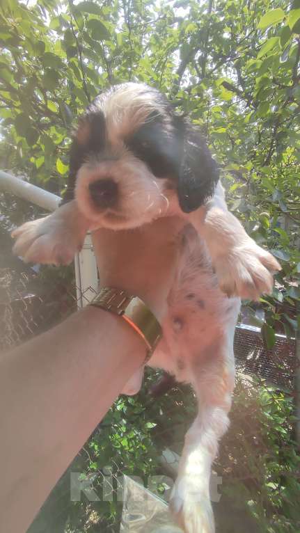 Собаки в Симферополе: Щенки Русский охотничий спаниель Мальчик, 30 000 руб. - фото 4