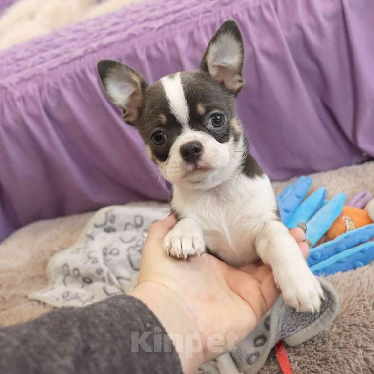 Собаки в Москве: Голубой красавчик Мальчик, 55 000 руб. - фото 4