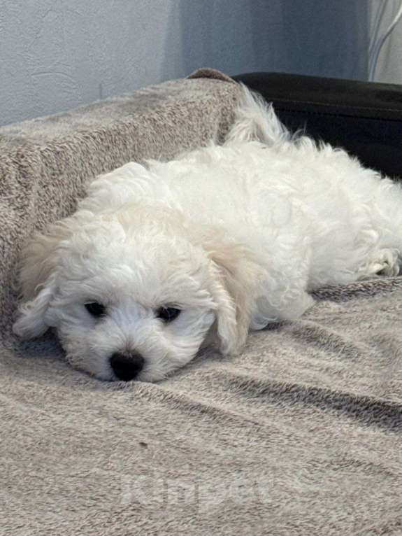 Собаки в Барнауле: Бишон фризе щенок Мальчик, 60 000 руб. - фото 2