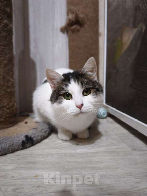 Кошки в Москве: Кошка Луша в добрые руки Девочка, Бесплатно - фото 6