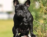 Собаки в других городах Московской области: Французский бульдог взрослая Девочка, Бесплатно - фото 1