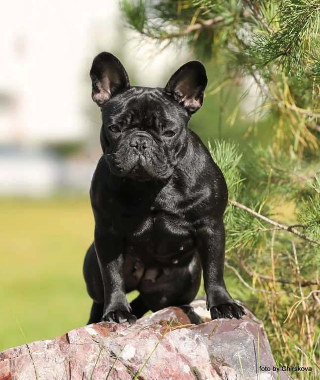 Собаки в других городах Московской области: Французский бульдог взрослая Девочка, Бесплатно - фото 1