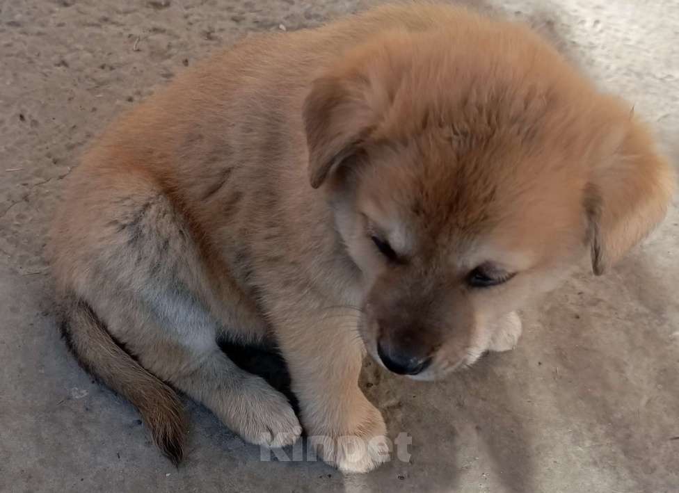 Собаки в других городах Краснодарского края: Щенок от Акита-Ину Мальчик, Бесплатно - фото 2