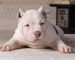 Собаки в Королеве: Американский булли Мальчик, 90 000 руб. - фото 6