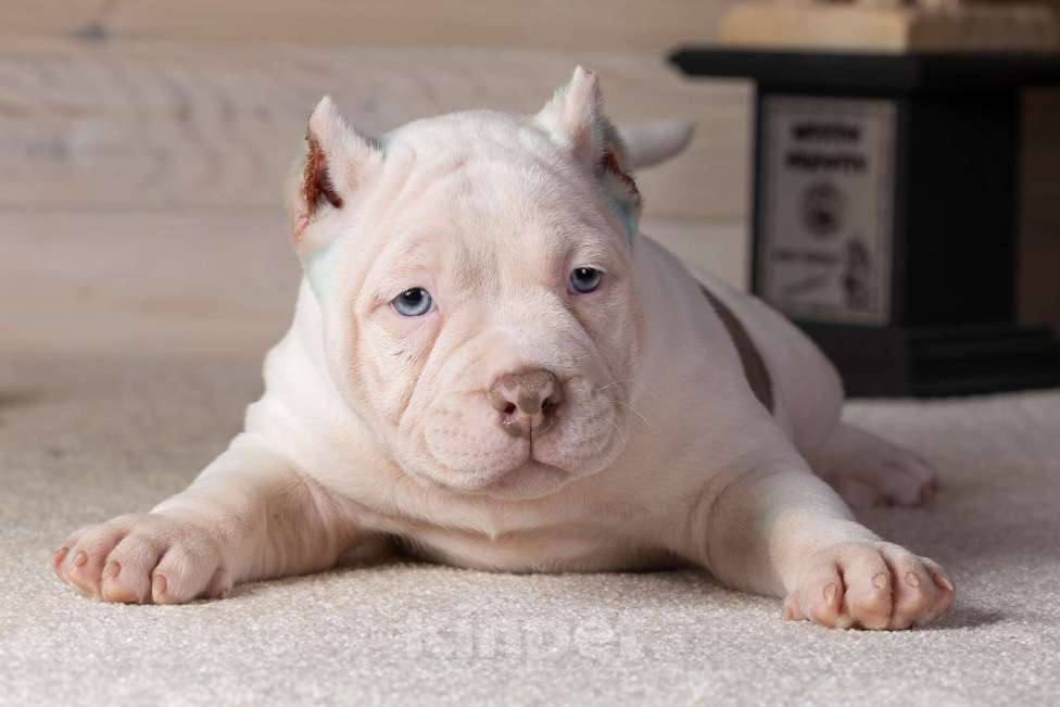 Собаки в Королеве: Американский булли Мальчик, 90 000 руб. - фото 6