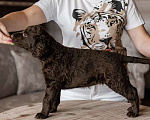 Собаки в Вологде: Щенки курчавошерстного ретривера Мальчик, Бесплатно - фото 5