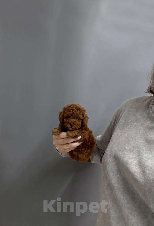 Собаки в Москве: Мини мальчик ред браун Мальчик, 70 000 руб. - фото 3