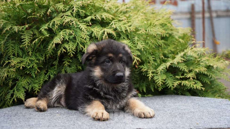 Собаки в Москве: Немецкая овчарка щенок мальчик стандарт Мальчик, 50 000 руб. - фото 5
