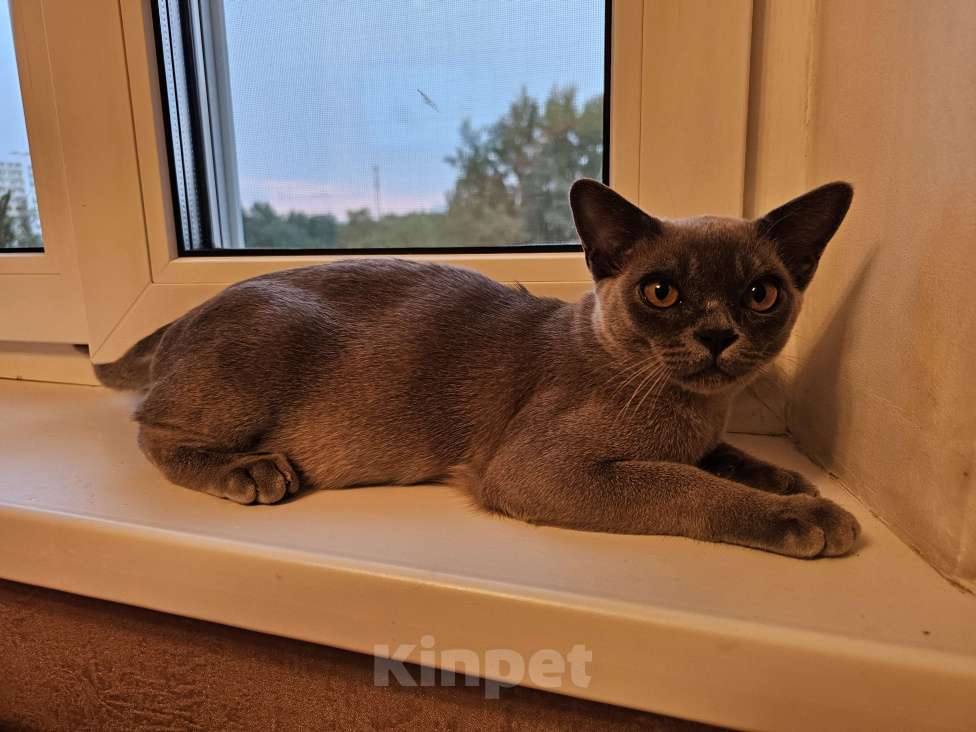 Кошки в Москве: Голубой бурманский котенок Мальчик, 1 000 руб. - фото 2