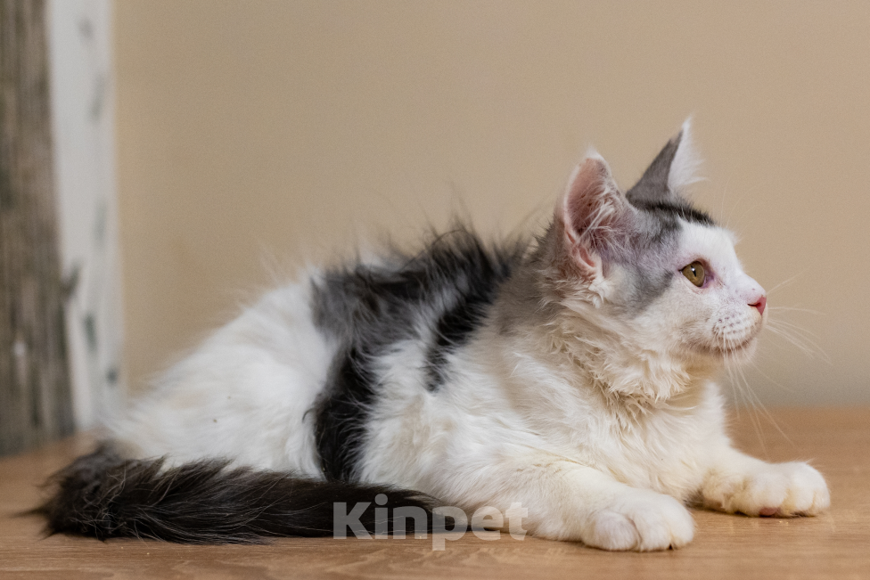 Кошки в Петрозаводске: Котик мейн-кун Мальчик, 15 000 руб. - фото 2