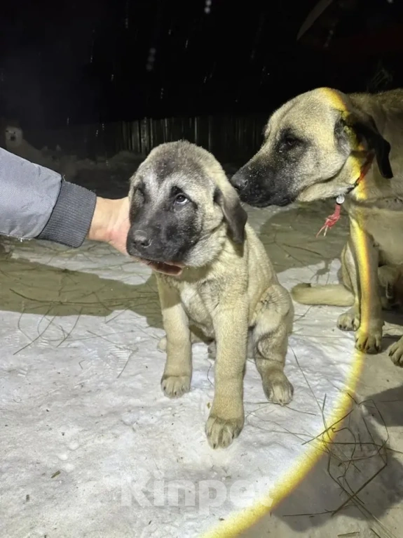 Собаки в Венеющем: Кангал, щенок Мальчик, 70 000 руб. - фото 1
