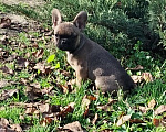 Собаки в других городах Краснодарского края: Щенки французского бульдога  Мальчик, 15 000 руб. - фото 5
