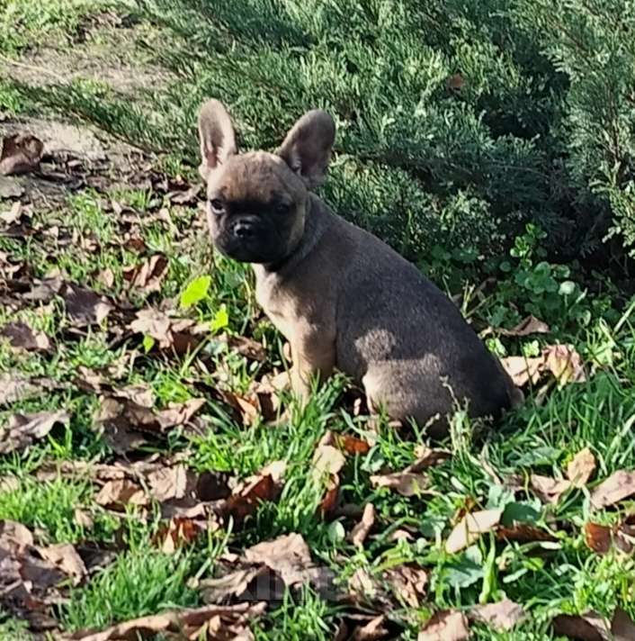 Собаки в других городах Краснодарского края: Щенки французского бульдога  Мальчик, 15 000 руб. - фото 5