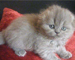 Кошки в Сертолово: котятки, 2 000 руб. - фото 4