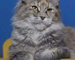 Кошки в Усинске: Чистопородные девочки Мейн Кун по символической ц Девочка, 5 000 руб. - фото 4