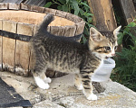 Кошки в Подольске: Отдам котят в добрые руки Мальчик, Бесплатно - фото 1
