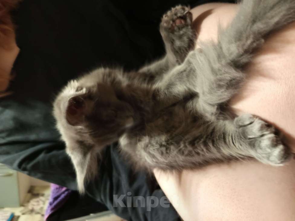 Кошки в других городах Ленинградской области: Котята Менйн Кун polidakt Мальчик, 25 000 руб. - фото 4