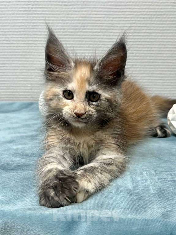 Кошки в Москве: Мейн-кун полидакт девочка Девочка, 35 000 руб. - фото 5