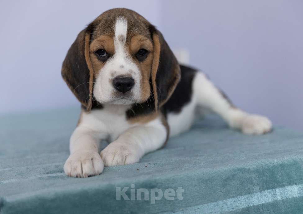 Собаки в Москве: Легенда Арбата Майти Маус Девочка, 60 000 руб. - фото 3