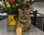 Кошки в Москве: Котик чаузи в дар Мальчик, Бесплатно - фото 4