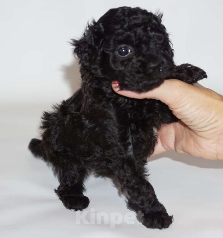 Собаки в Кудрово: Той пудель Девочка, 80 000 руб. - фото 2