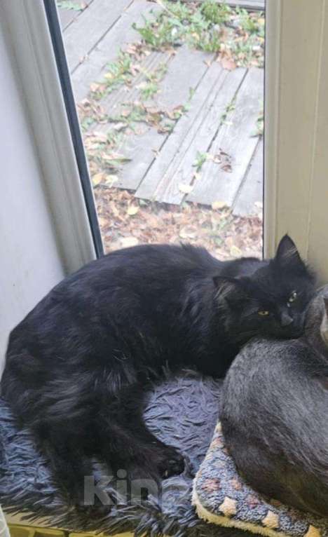 Кошки в Химках: котята подростки тайские срочно ищут дом Мальчик, Бесплатно - фото 2