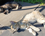 Кошки в других городах Ленинградской области: Котята в хорошие руки Разнополые, Бесплатно - фото 4